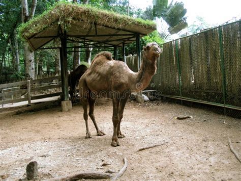 camel.ph log in|Camel.